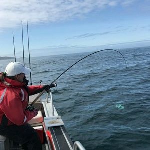 Meet your Posher, Ginger